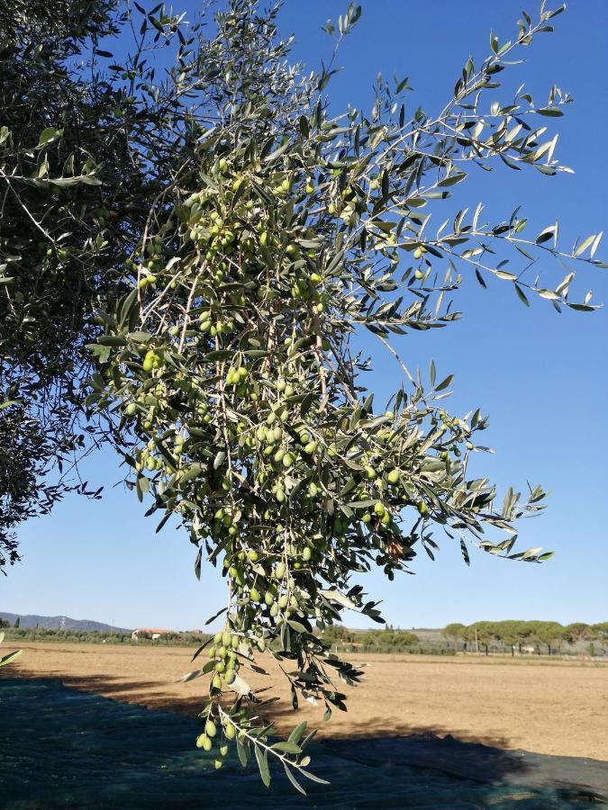 Il Podere Di Sole Roccastrada Exteriér fotografie